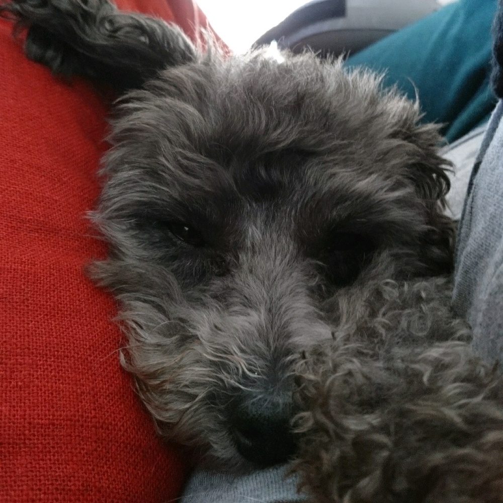 Meet your Posher, Anne